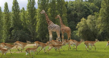 Zoo de Thoiry